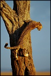 Pb upload photos-guepard-au-crepuscule.jpg