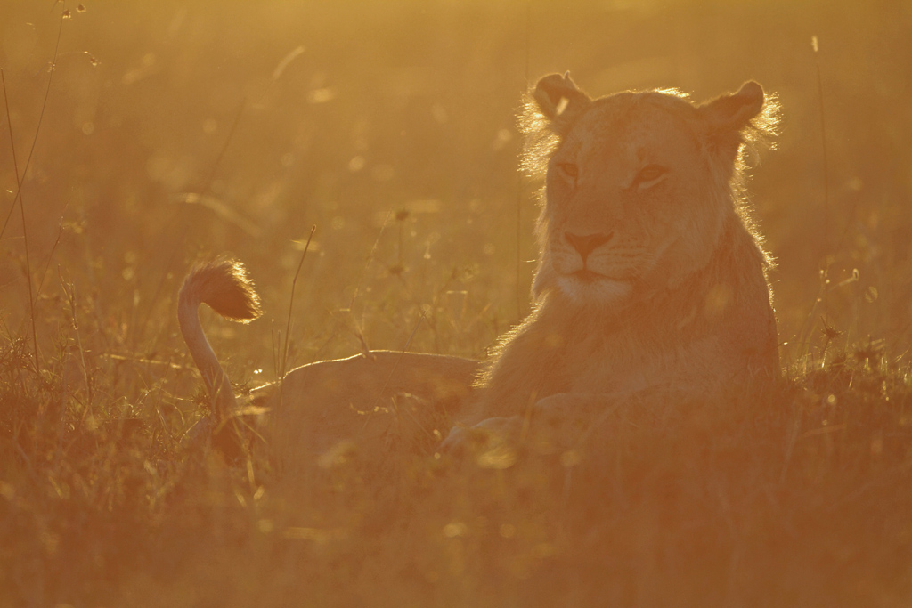 Pb upload photos-lionne-au-crepuscule-2.jpg