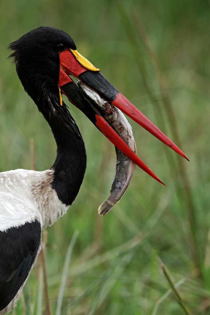 Pb upload photos-jabiru-male-1.jpg