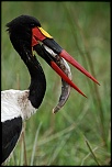 Pb upload photos-jabiru-male-1.jpg