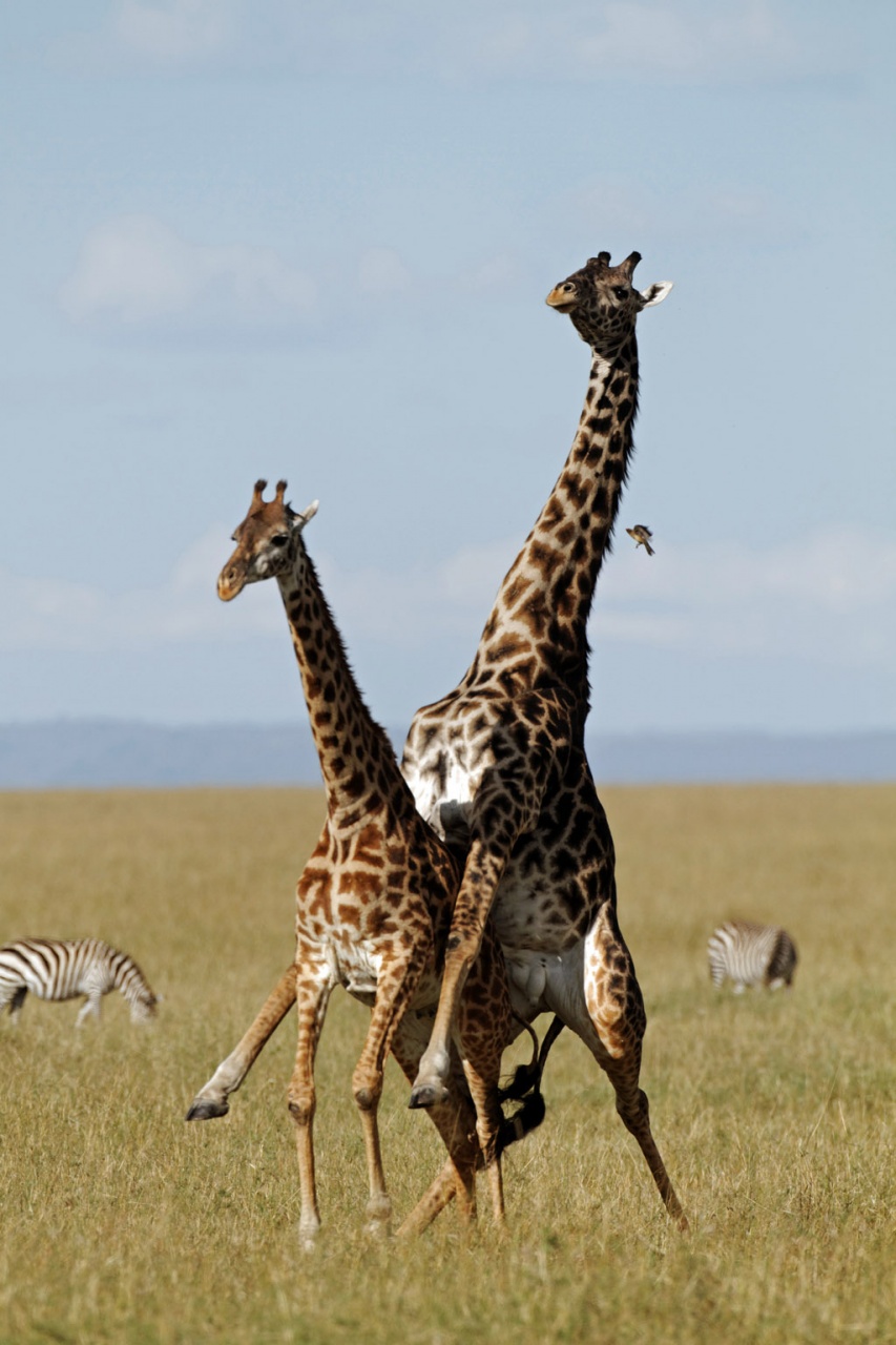 Pb upload photos-accouplement-de-girafes.jpg