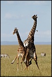 Pb upload photos-accouplement-de-girafes.jpg