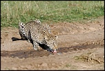Pb upload photos-leopard-2.jpg