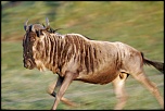 Pb upload photos-gnou.jpg