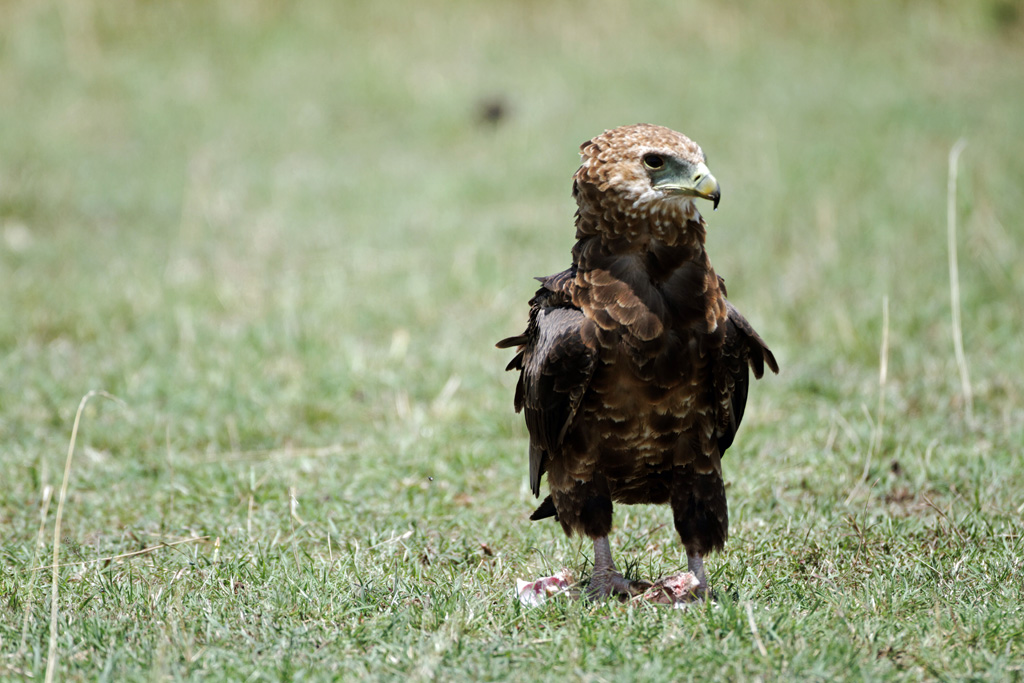 Pb upload photos-aigle-ravisseur.jpg