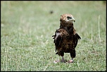 Pb upload photos-aigle-ravisseur.jpg
