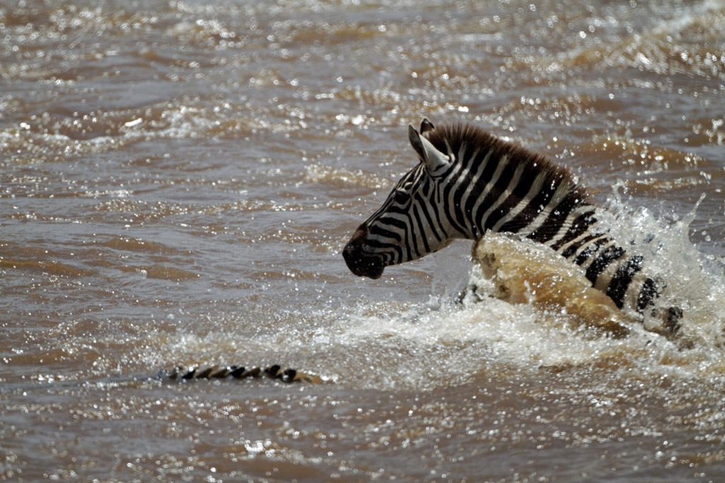 Pb upload photos-crossing-de-zebre.jpg