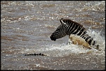 Pb upload photos-crossing-de-zebre.jpg