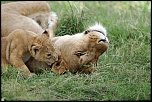 Pb upload photos-lionne-et-lionceau.jpg