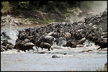 Pb upload photos-crossing-de-gnous-1.jpg