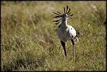 Pb upload photos-serpentaire.jpg