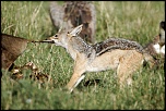 Pb upload photos-chacal.jpg