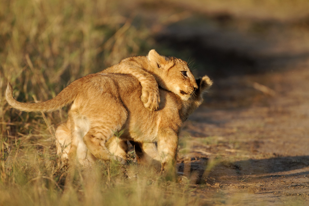 Pb upload photos-lionceaux-1.jpg