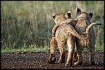 Pb upload photos-lionceaux-3.jpg