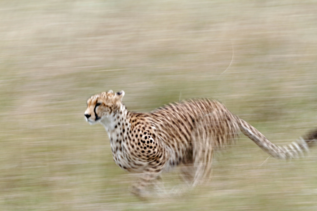 Pb upload photos-guepard.jpg