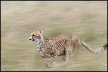 Pb upload photos-guepard.jpg