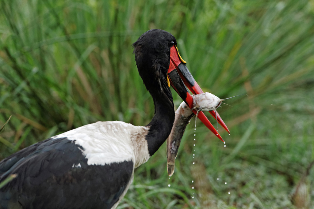 Pb upload photos-jabiru-male-2.jpg