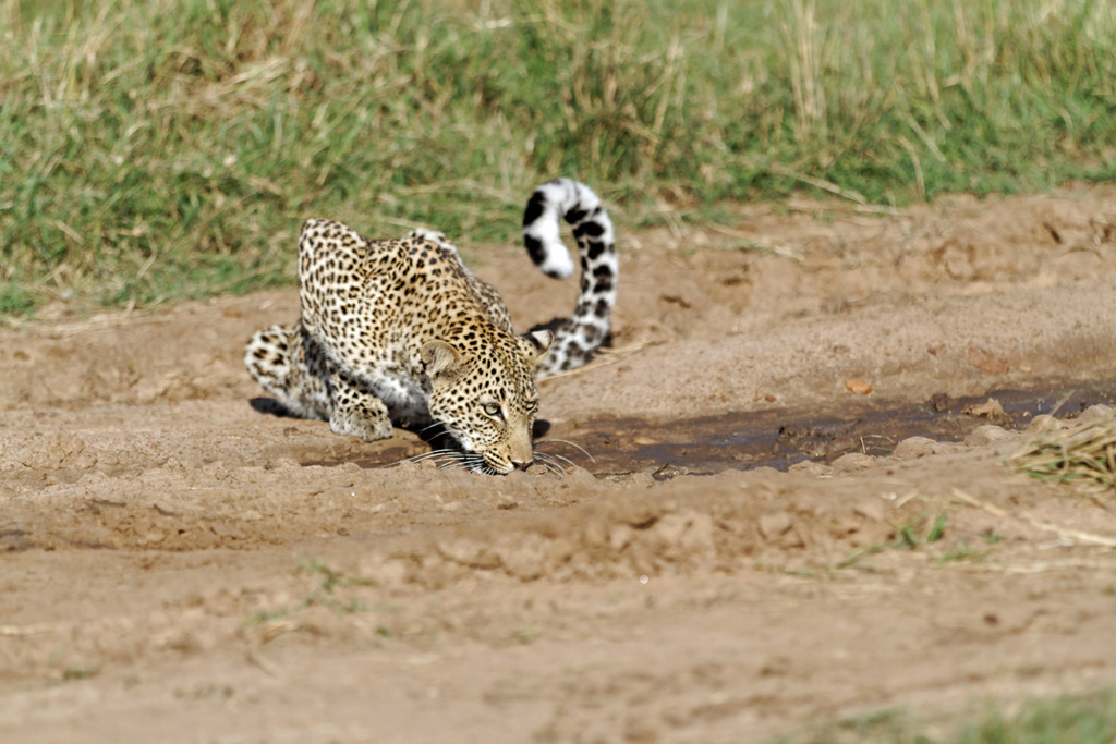 Pb upload photos-leopard-3.jpg
