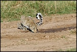 Pb upload photos-leopard-3.jpg