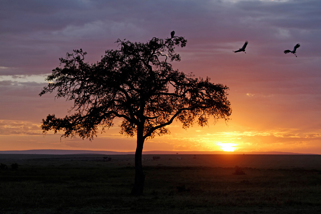 Pb upload photos-grues-royales-au-crepuscule.jpg