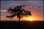 Pb upload photos-grues-royales-au-crepuscule.jpg
