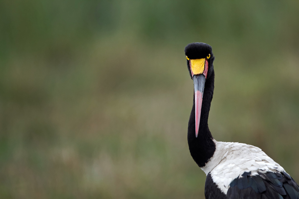 Pb upload photos-jabiru-femelle-.jpg