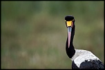 Pb upload photos-jabiru-femelle-.jpg