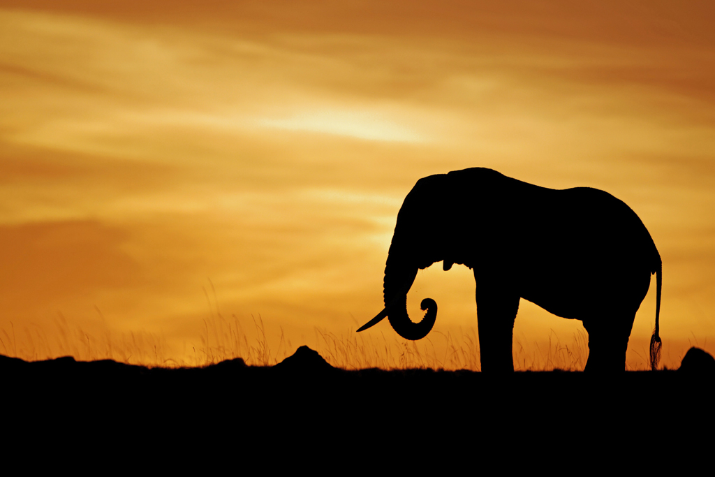 Pb upload photos-elephant-laube.jpg