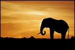Pb upload photos-elephant-laube.jpg