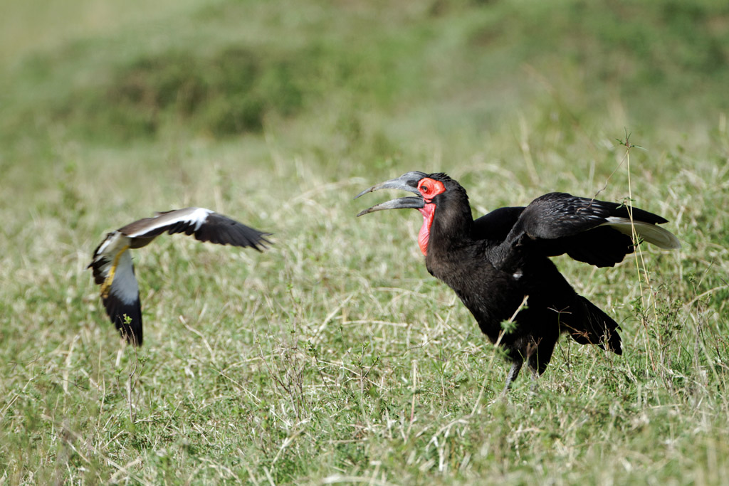Pb upload photos-bucorve-du-sud-et-heron-cendre.jpg