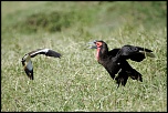Pb upload photos-bucorve-du-sud-et-heron-cendre.jpg