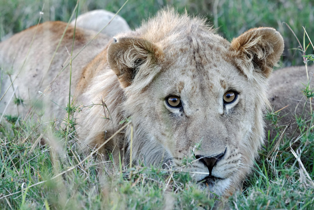 Pb upload photos-lionne.jpg