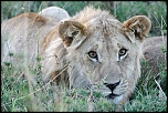Pb upload photos-lionne.jpg