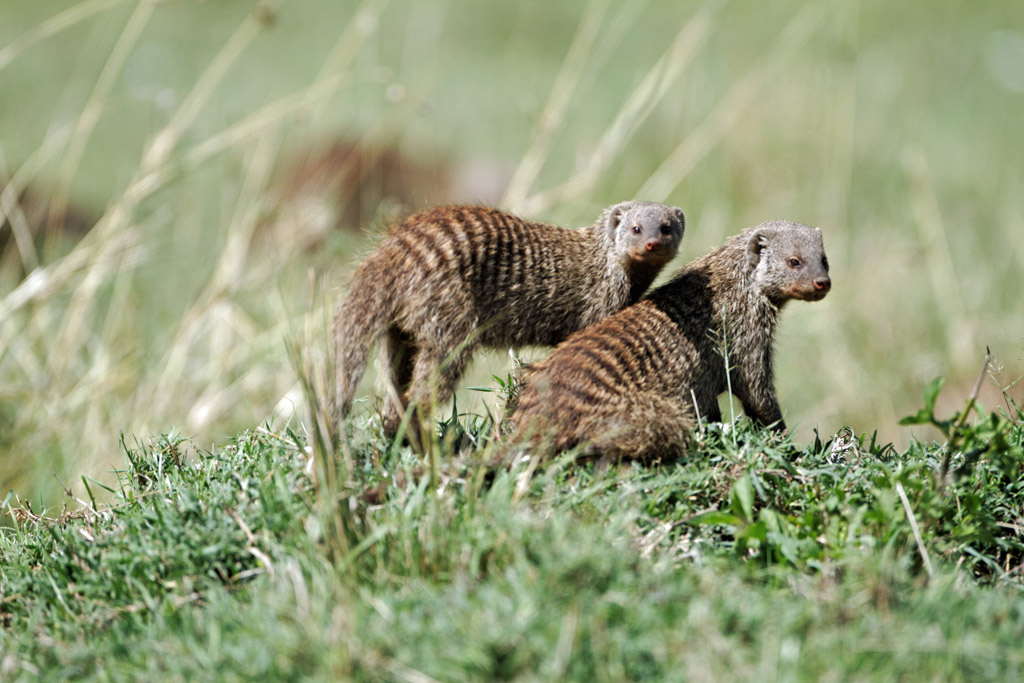 Pb upload photos-mangoustes.jpg