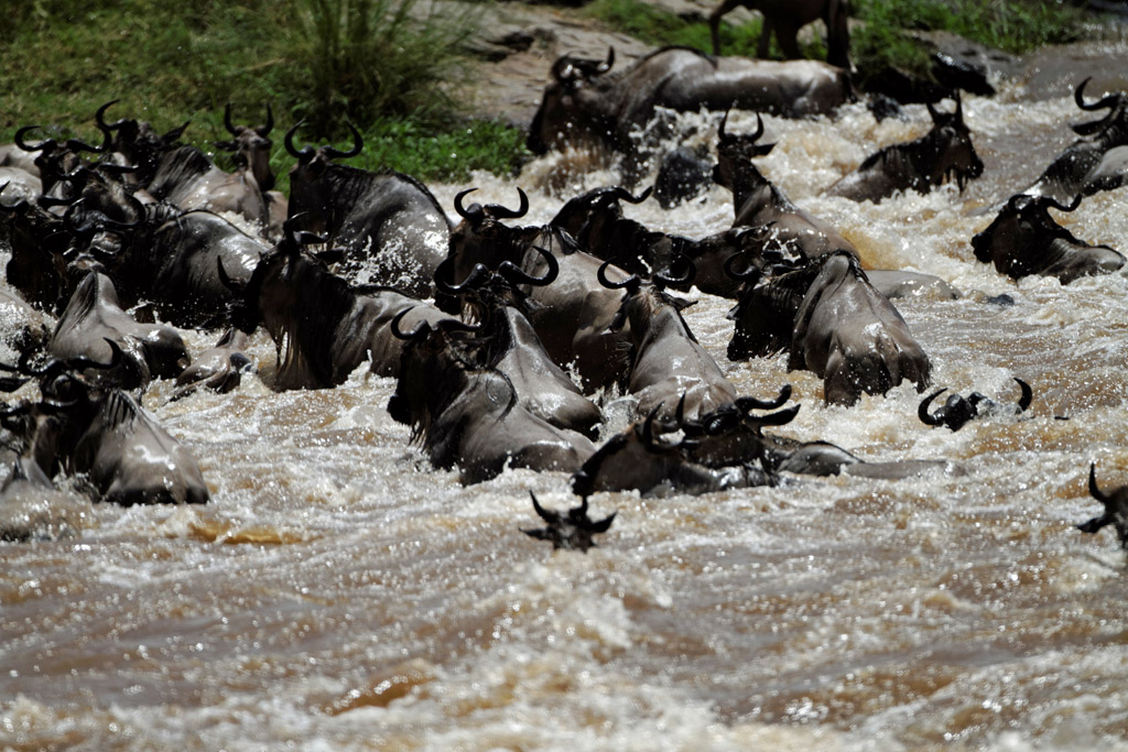 Pb upload photos-crossing-de-gnous-2.jpg