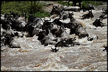 Pb upload photos-crossing-de-gnous-2.jpg