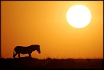 Pb upload photos-zebre-laube.jpg