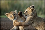 Pb upload photos-lionceaux-2.jpg