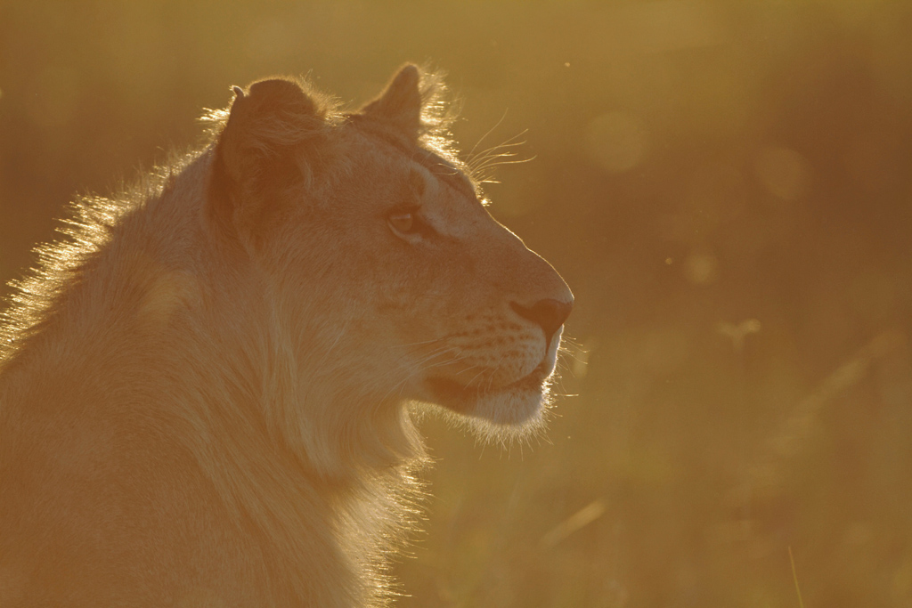 Pb upload photos-lionne-au-crepuscule-1.jpg