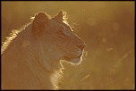 Pb upload photos-lionne-au-crepuscule-1.jpg
