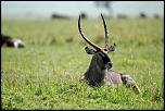 Pb upload photos-cobe.jpg