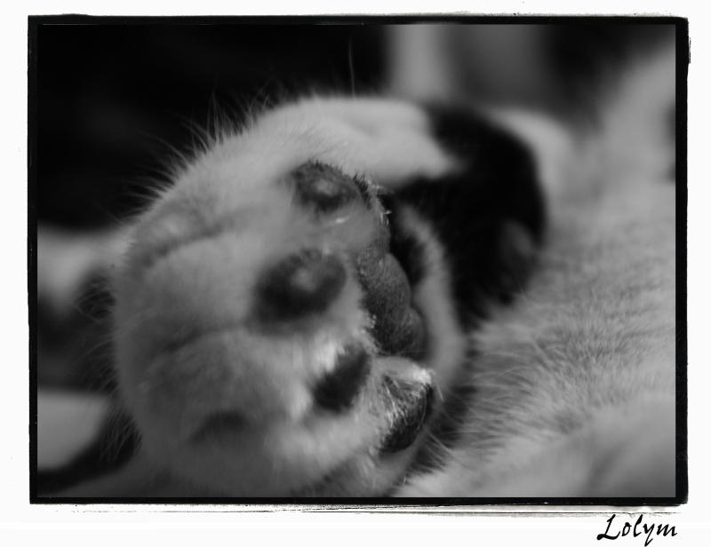 Un chat en visite dans un appartement qui n'est pas le sien