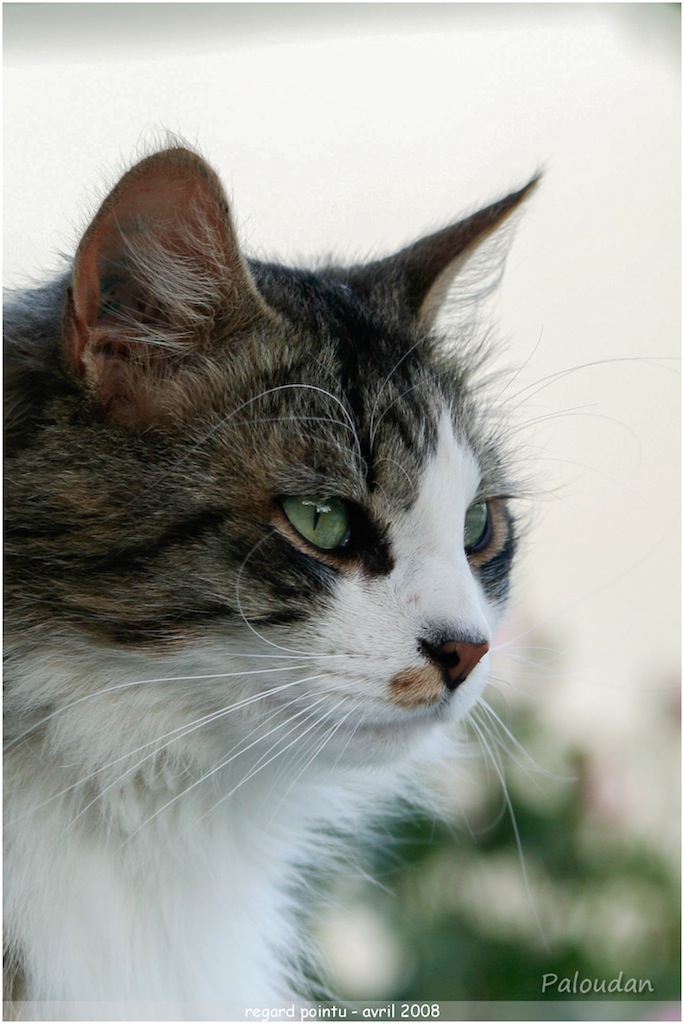 la qualite d&#39;image-chat-percant.jpg