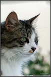 la qualite d&#39;image-chat-percant.jpg