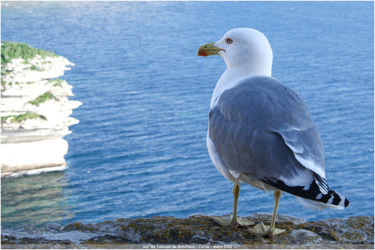 la qualite d&#39;image-mouette.jpg