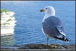 la qualite d&#39;image-mouette.jpg