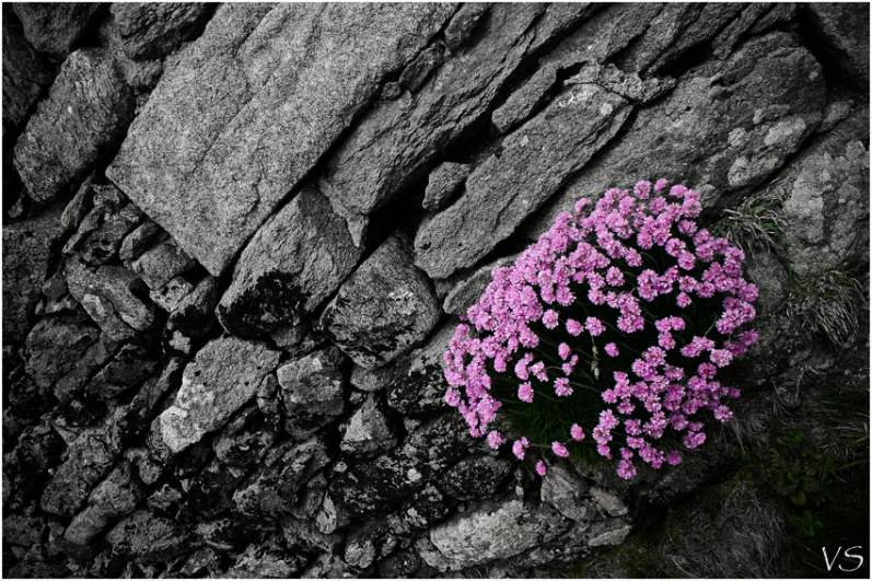 Fleurs en mur