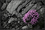Fleurs en mur