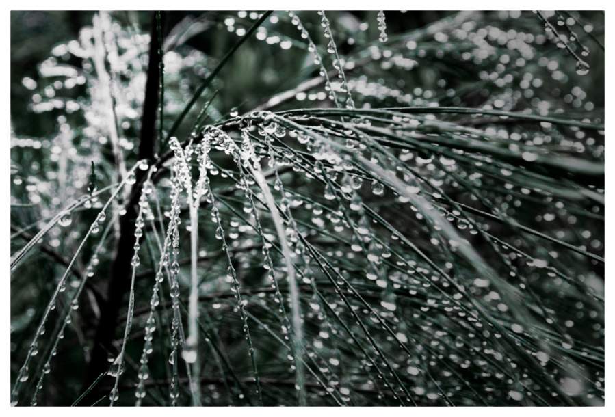 Perles d'eau