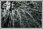 Perles d'eau